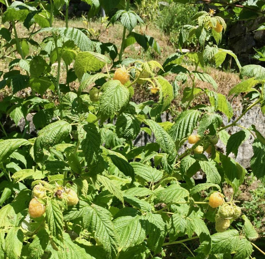 Appartamento Casa Weisstor Con Patio, Giardino E Orti Vista Monte Rosa Macugnaga Bagian luar foto